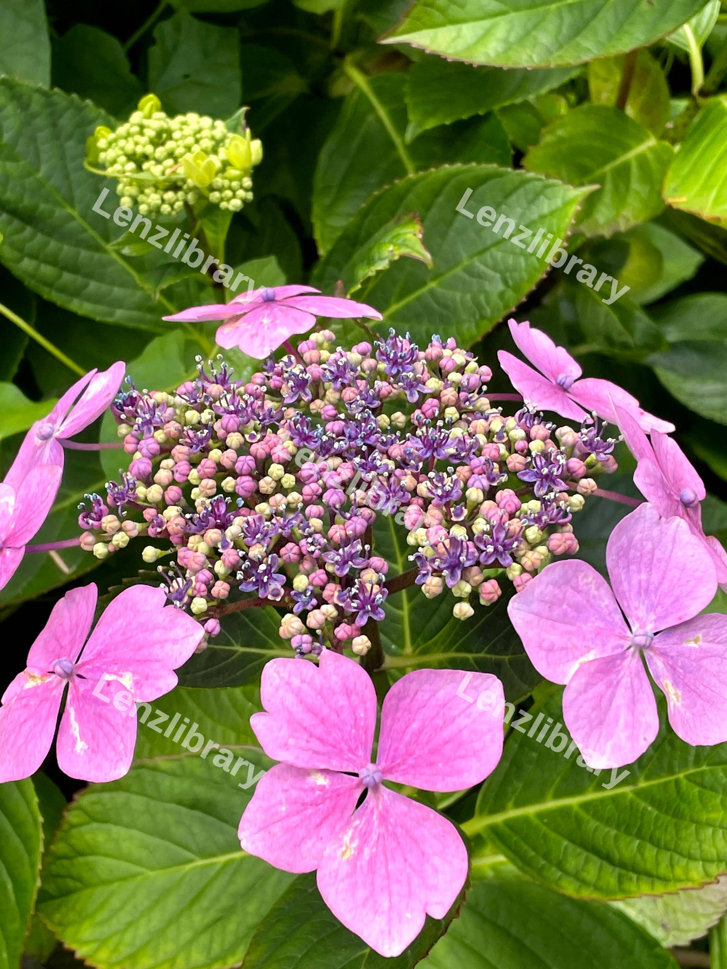 Hydrangea Plant